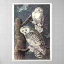 Recherche de snowy owl posters Owls