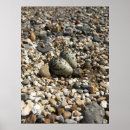 Recherche de tueurs posters Oiseau