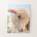 Recherche de agneaux puzzles Mignon