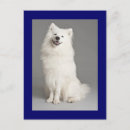 Recherche de eskies Chiot