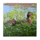 Recherche de natation carreaux Nature