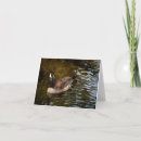Recherche de oiseaux aquatiques vœux cartes Photographie