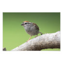 Recherche de moineau posters Animal