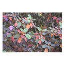 Recherche de arbre sans feuilles art Nature