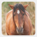 Recherche de cheval sauvage mustang autocollants Animal