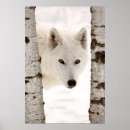 Recherche de nous loup art Canin