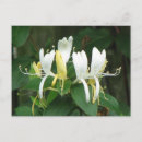 Recherche de chèvrefeuille cartes postales Fleur