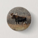 Recherche de orignaux de taureau accessoires Chasse