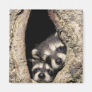 Recherche de loto magnets Procyon lotor