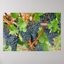 Recherche de raisins art Récolte