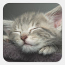 Recherche de chat endormi autocollants Animal