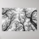 Recherche de arbre tordu posters Noir et blanc
