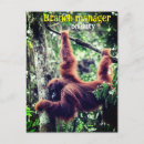 Recherche de orangs outans Animal