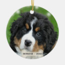 Recherche de de bouvier Animaux