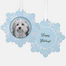 Recherche de lowchen Dog