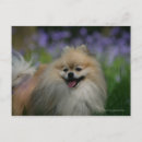 Recherche de spitz nain cartes postales Chien