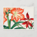 Recherche de amaryllis cartes postales Floral