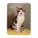 Recherche de chat tigré magnets Rose