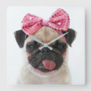 Recherche de carlins horloges Drôle