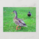 Recherche de canards sauvages cartes postales Oiseau