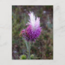 Recherche de diffferent cartes postales Violet