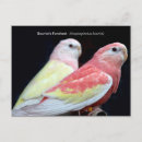 Recherche de perruque cartes postales Oiseau
