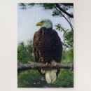 Recherche de aigles puzzles Majestueux