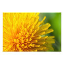 Recherche de taraxacum posters Pissenlit