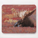 Recherche de parc tapis souris Alaska