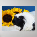 Recherche de cobayes posters Mignon