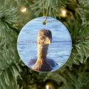 Recherche de bec ornements Oiseaux