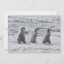 Recherche de pingouin antarctique vœux cartes Oiseau