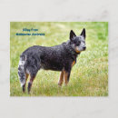 Recherche de chien de garde cartes postales Dog