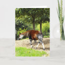 Recherche de okapi vœux cartes Animaux