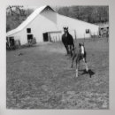 Recherche de black white posters Equine