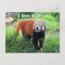 Recherche de red panda cartes postales Rouge