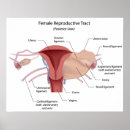 Recherche de gynécologie posters Obstétrique