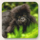 Recherche de gorille dessous de verres Forêt tropicale