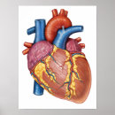 Recherche de pulmonaire posters Médecine