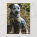 Recherche de canid cartes postales Animal