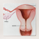 Recherche de corps humain puzzles Anatomie