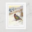 Recherche de perdrix cartes postales Vintage