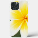 Recherche de plumeria coques Jaune