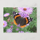 Recherche de amiral cartes postales Rouge