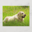 Recherche de chien de labrador cartes postales Toute personne