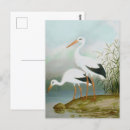 Recherche de la cigogne cartes postales Oiseau