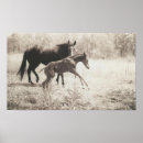 Recherche de jument posters Équine