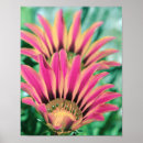 Recherche de marguerite rose art Jardin