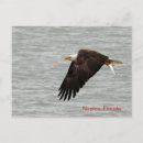Recherche de chauve cartes postales Floride