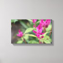 Recherche de magenta art Nature